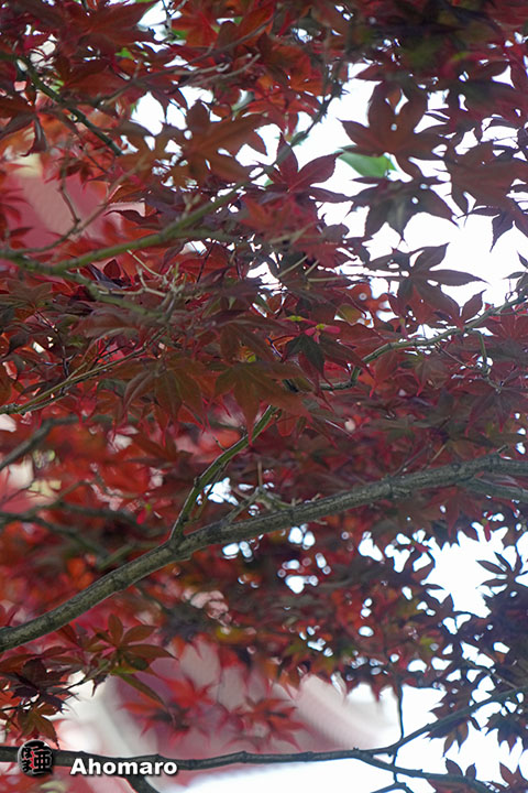写真00