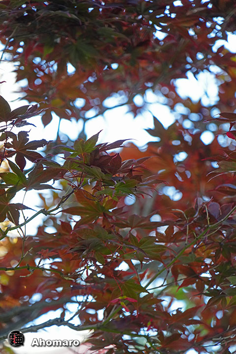 写真00