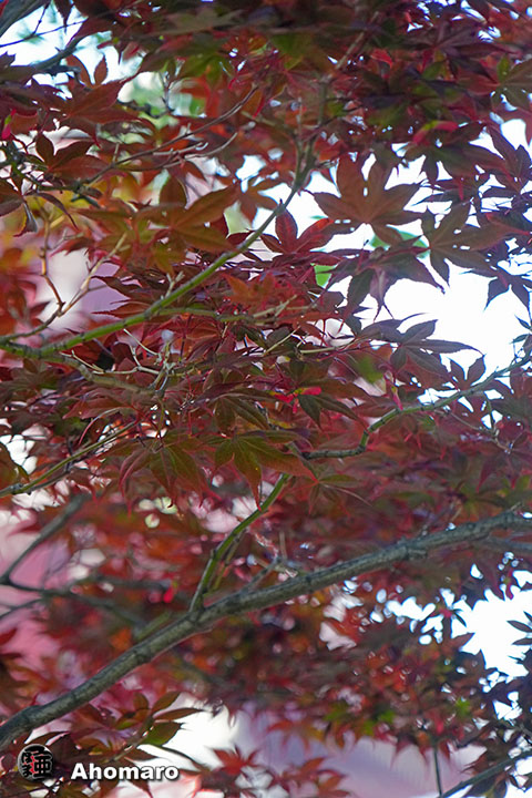 写真00