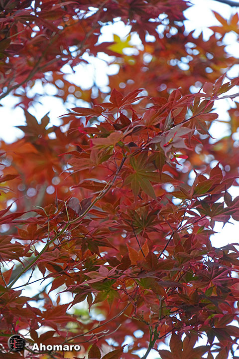 写真00