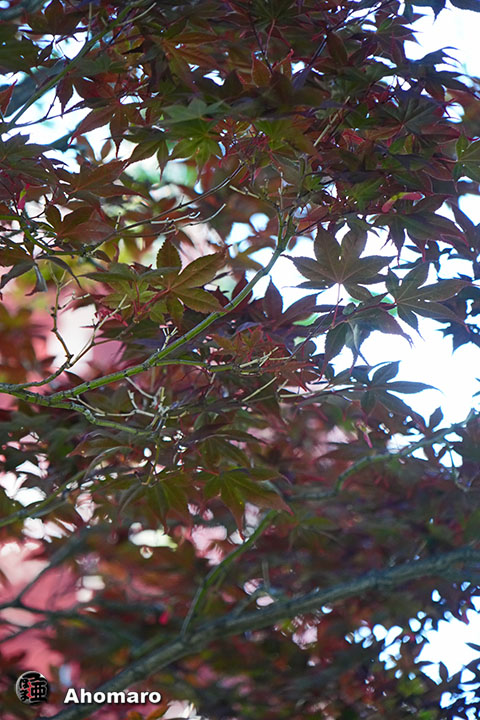 写真00