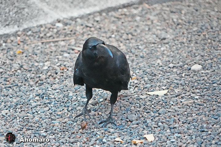 ʐ^00