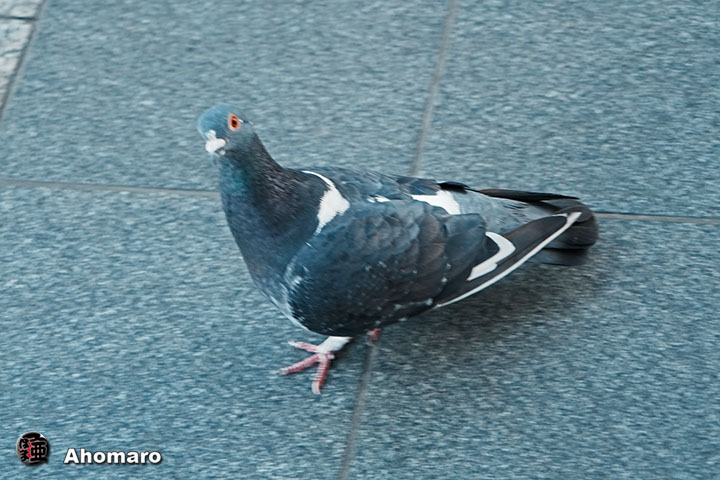 ʐ^00