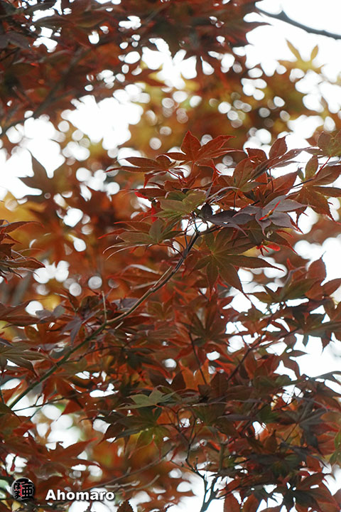 写真00