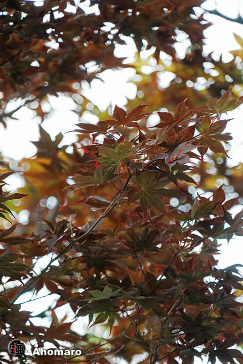 写真00