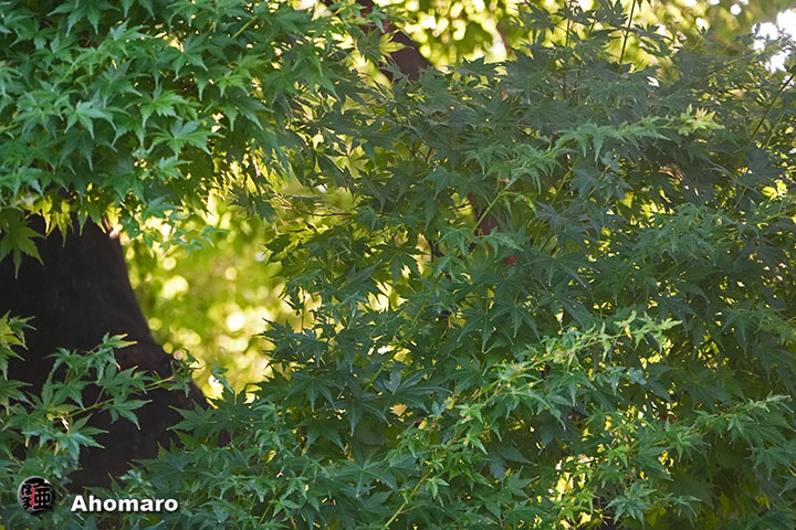 ʐ^00