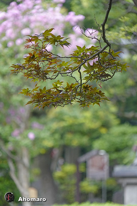 写真00