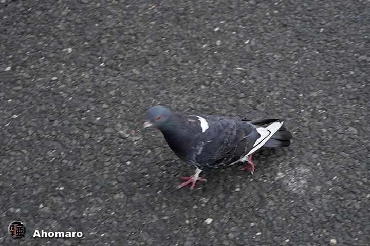 ʐ^00