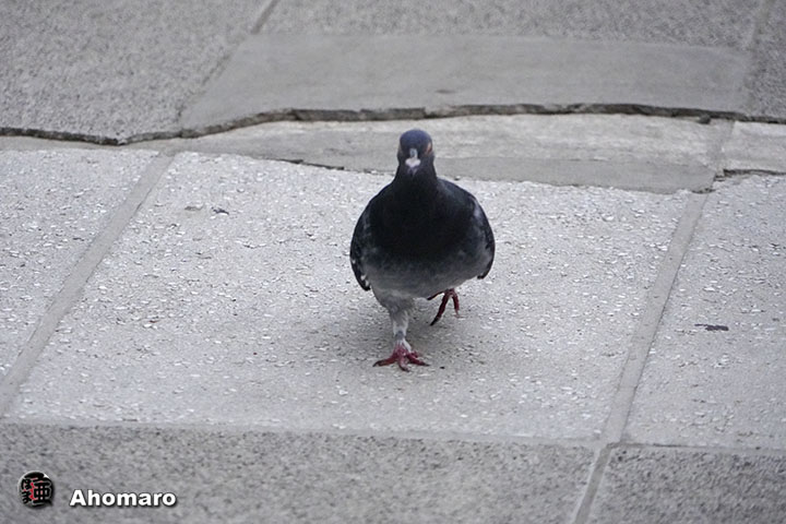 ʐ^00
