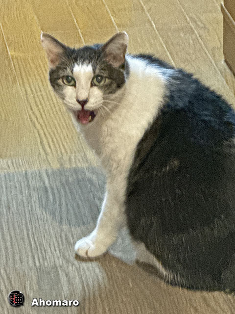ʐ^00
