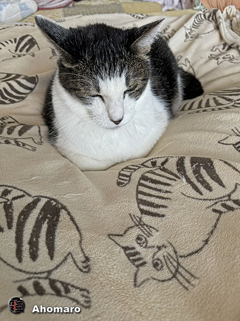 ʐ^00