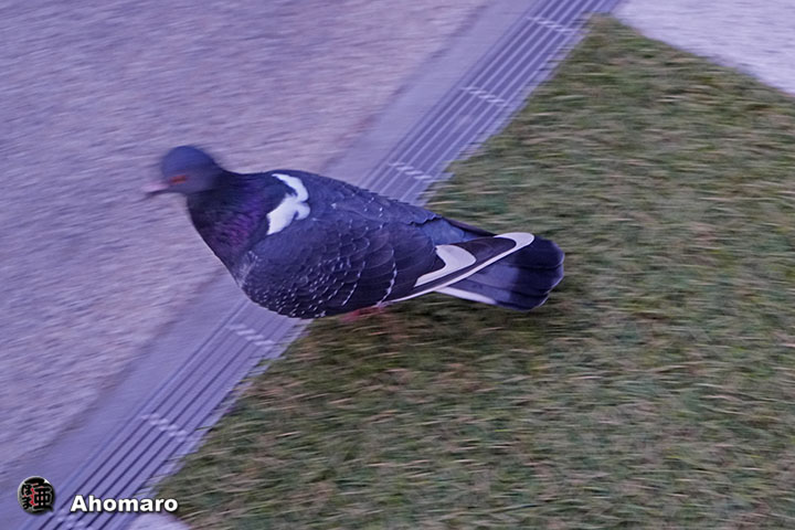 ʐ^00