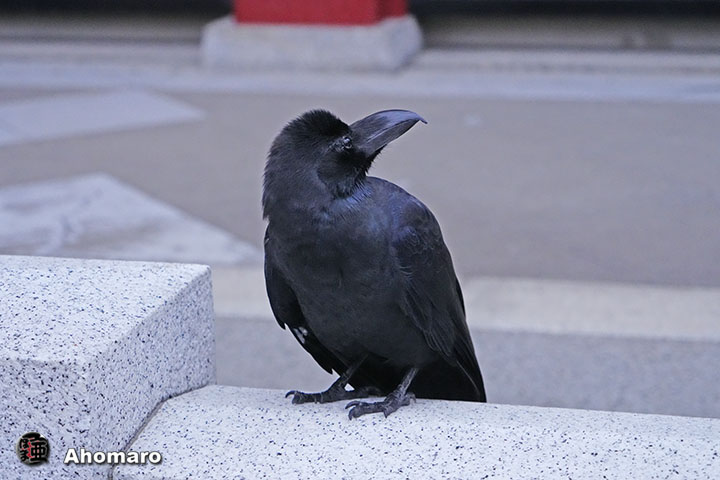 ʐ^00