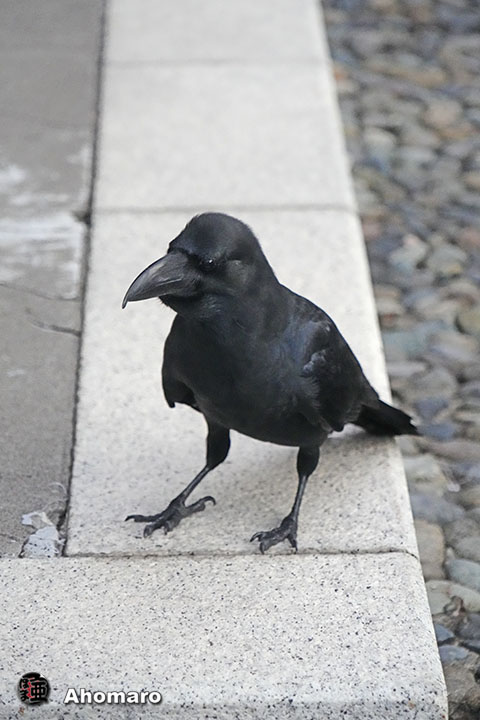 ʐ^00
