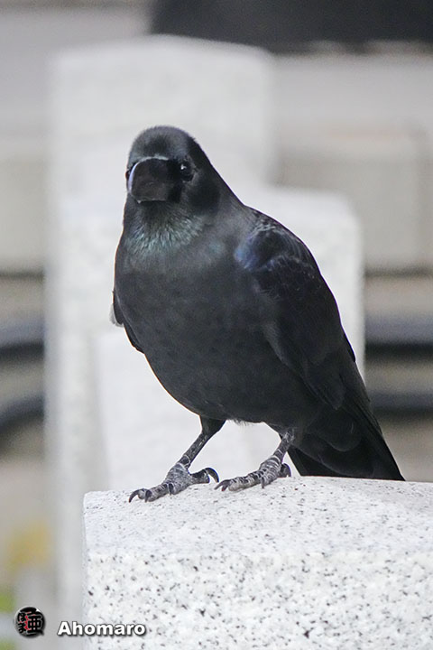 ʐ^00