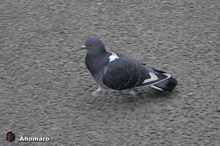 ʐ^00