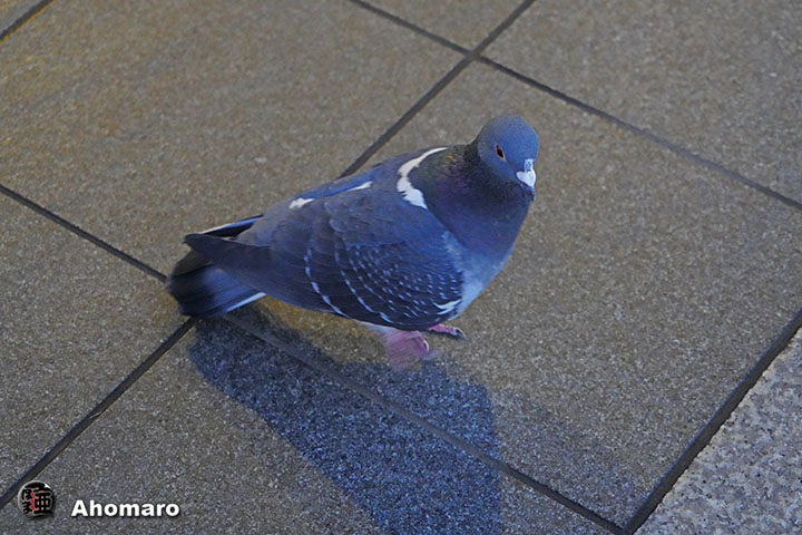 ʐ^00