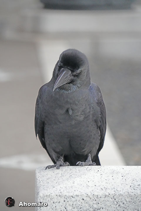 ʐ^00
