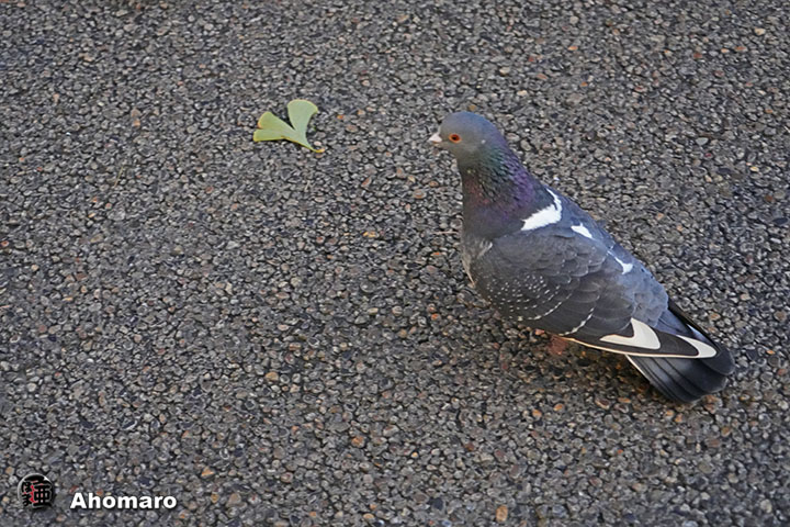 ʐ^00