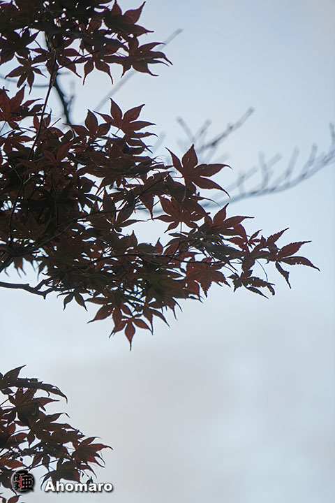 写真00