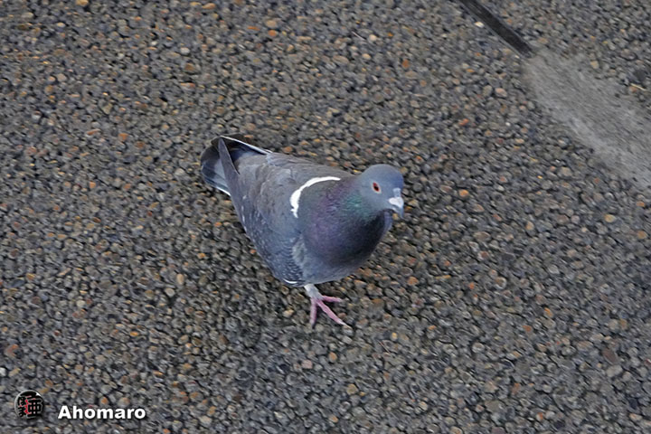 ʐ^00