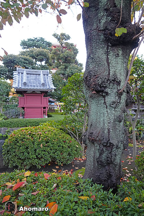写真00