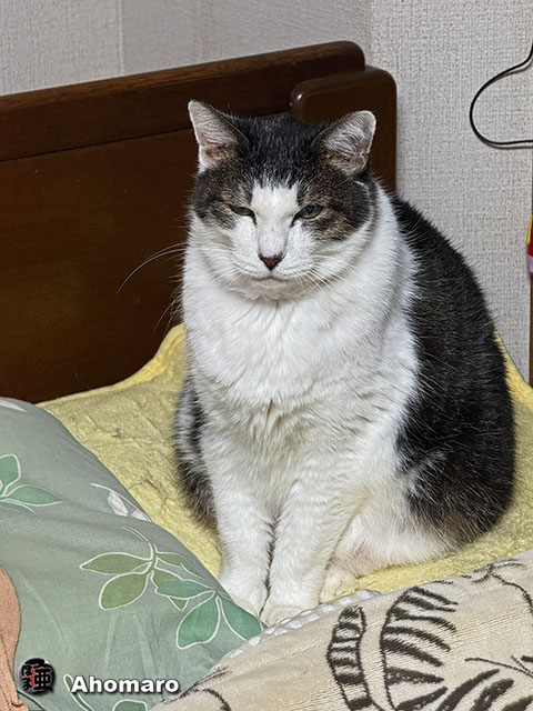 ʐ^00