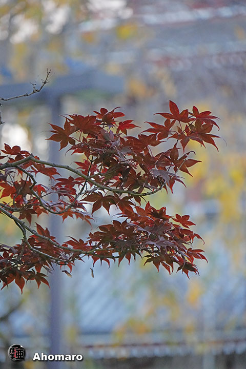 写真00