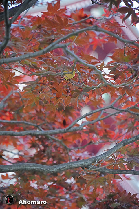 写真00