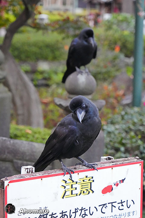 ʐ^00