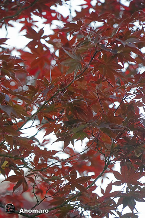 写真00