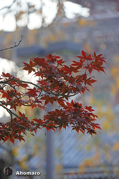 写真00