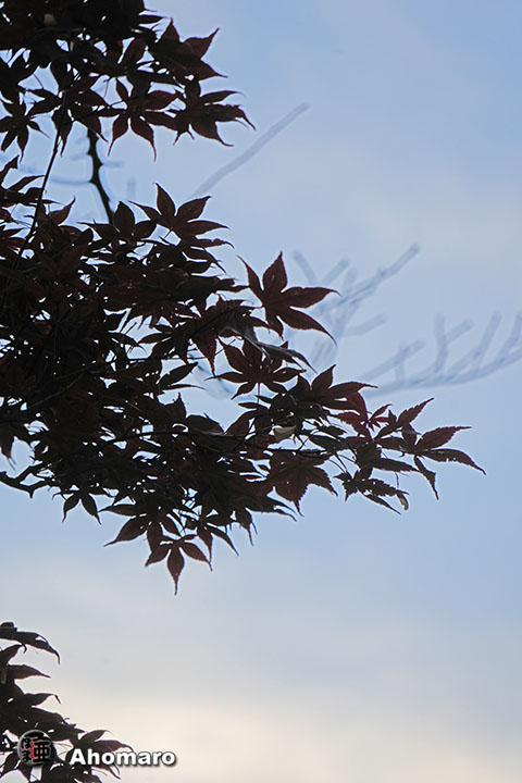 写真00