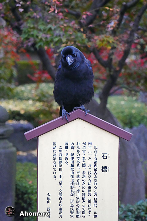 ʐ^00