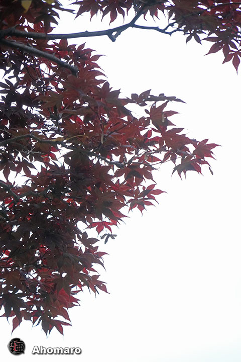 写真00