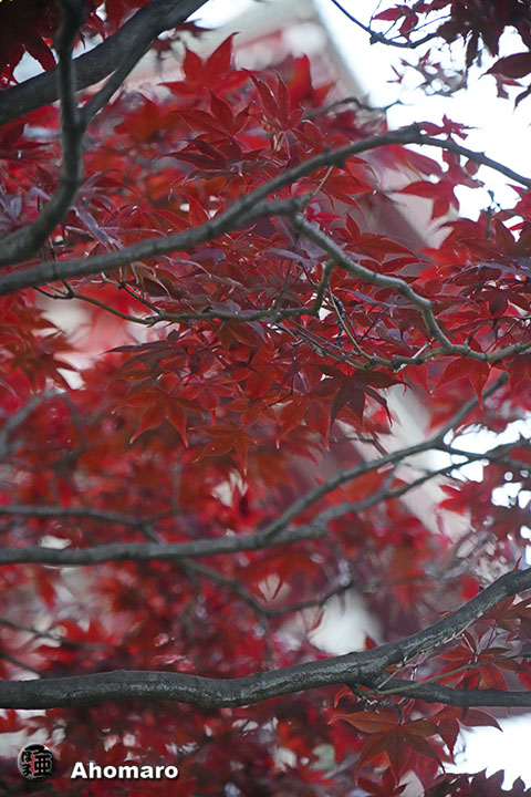写真00