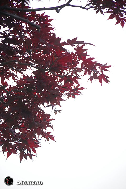 写真00