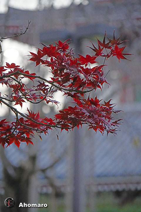 写真00