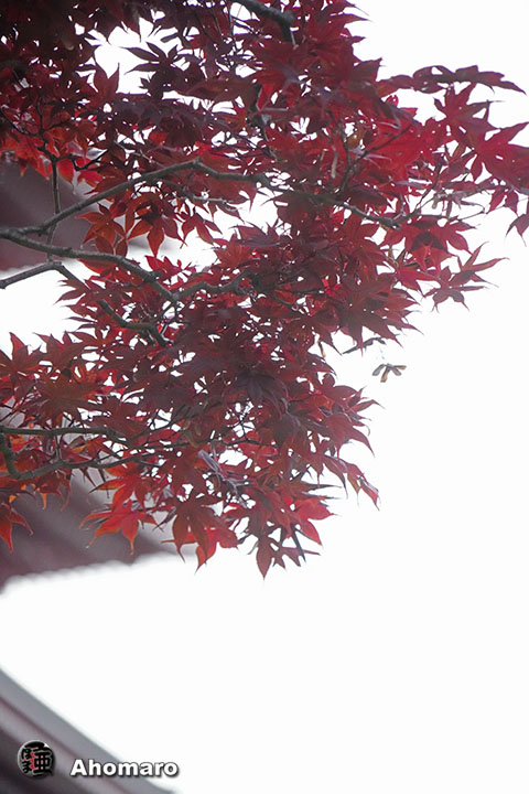 写真00