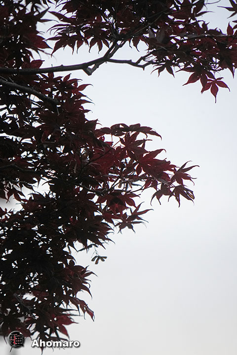 写真00