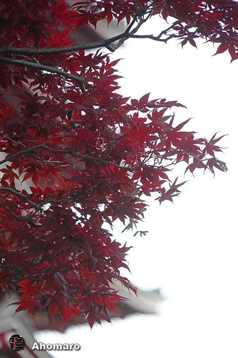 写真00