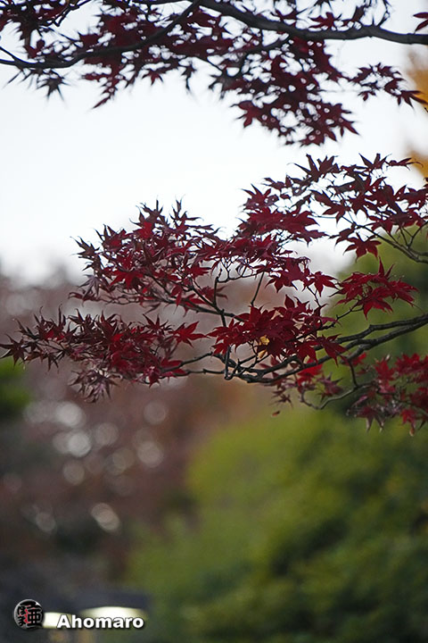 写真00