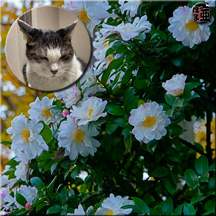 Lʐ^
