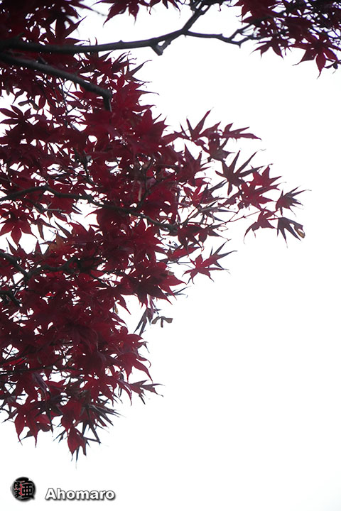 写真00