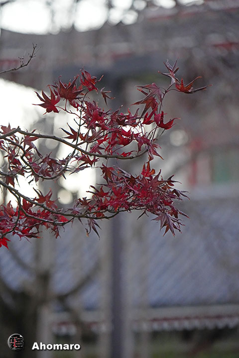 写真00