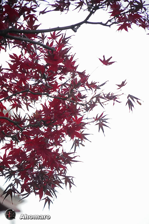 写真00