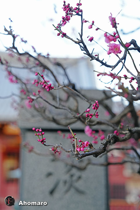 写真00