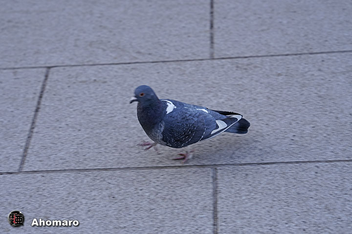 ʐ^00