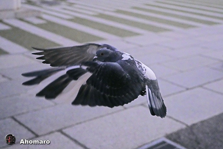 ʐ^00