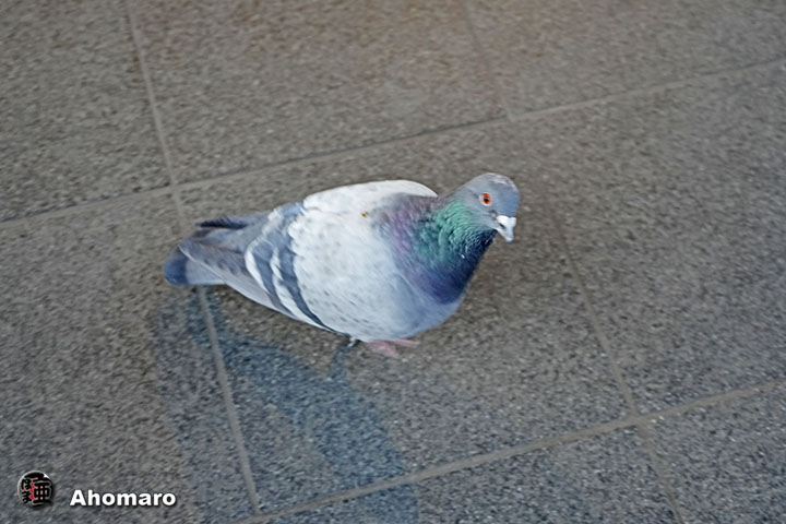 ʐ^00